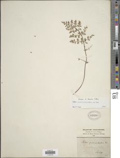 Pellaea myrtillifolia image