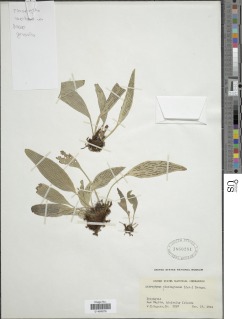 Antrophyum plantagineum image