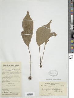 Antrophyum plantagineum image