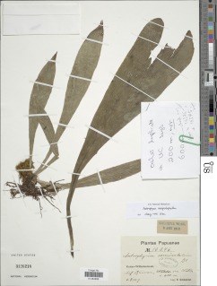 Antrophyum megistophyllum image