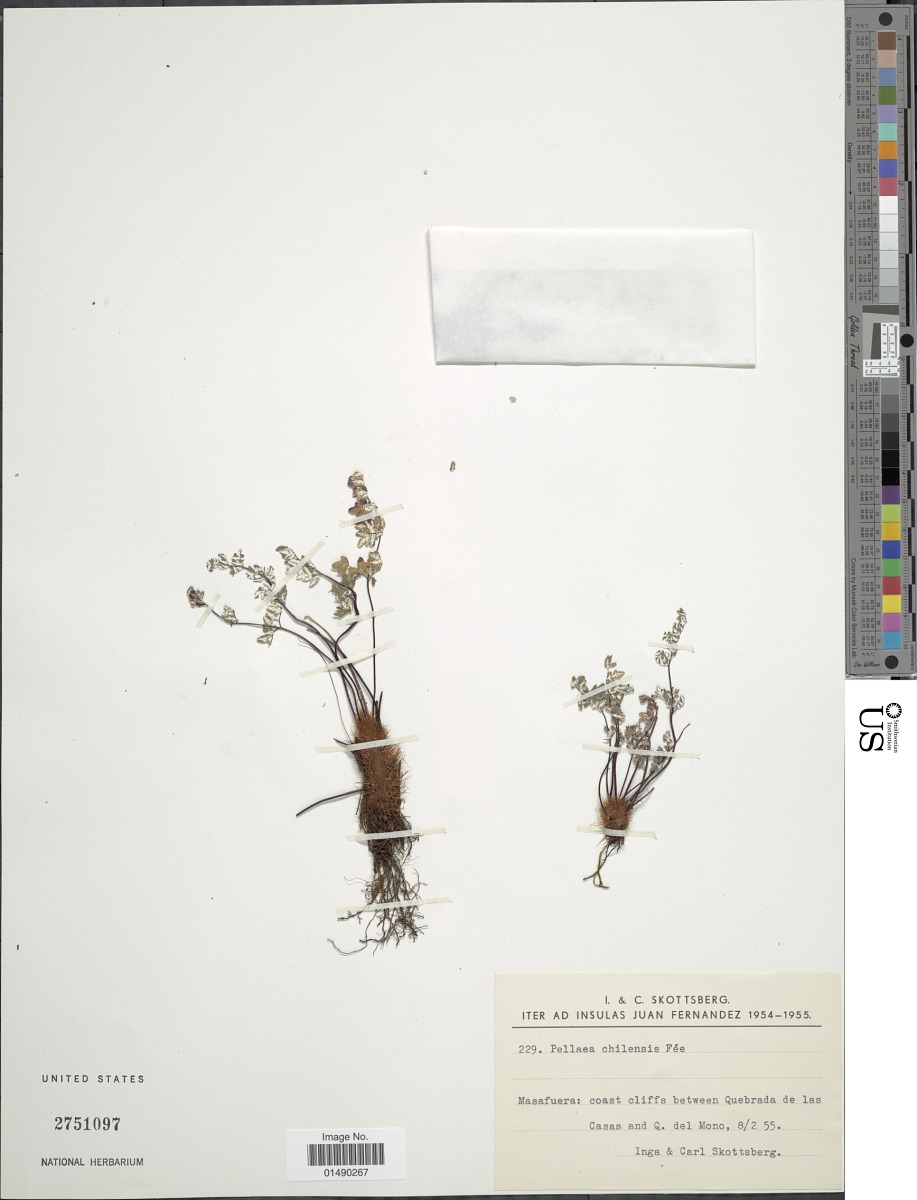 Argyrochosma chilensis image