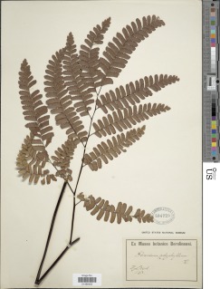 Adiantum polyphyllum image