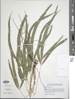 Pteris stenophylla image