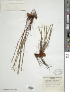 Pteris platyzomopsis image