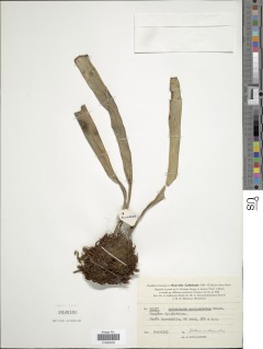 Image of Antrophyum novae-caledoniae