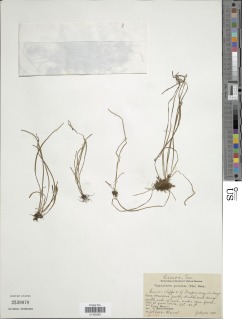 Vaginularia paradoxa image