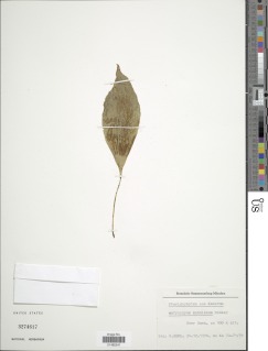 Antrophyopsis manniana image