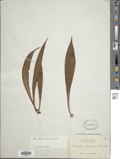 Haplopteris taeniophylla image
