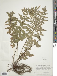 Cheilanthes viridis image