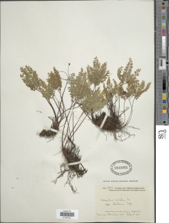 Adiantum pedatum subsp. calderi image