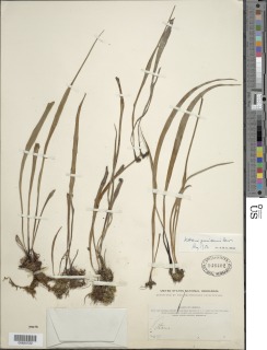 Vittaria guineensis image