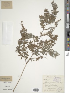 Pteris biaurita subsp. fornicata image