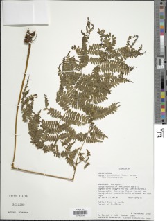 Pteris pteridioides image