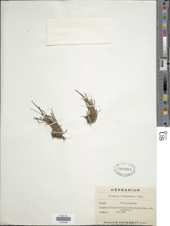 Haplopteris sikkimensis image