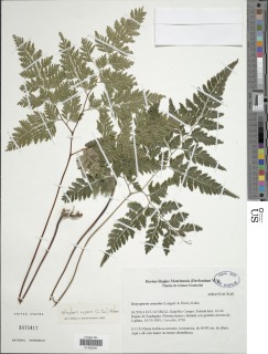 Image of Pteris repens