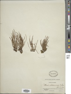 Haplopteris sikkimensis image