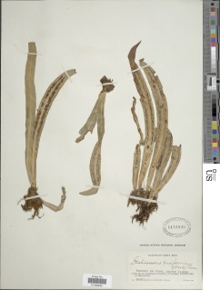 Scoliosorus ensiformis image