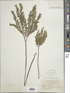 Adiantum pedatum subsp. calderi image