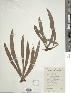 Scoliosorus ensiformis image