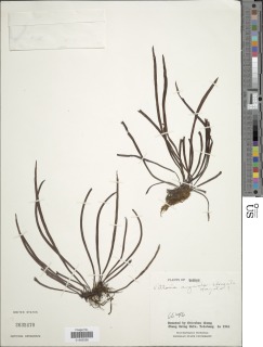 Haplopteris anguste-elongata image