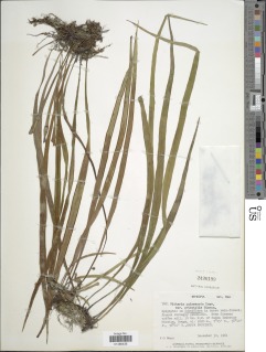 Vittaria guineensis image
