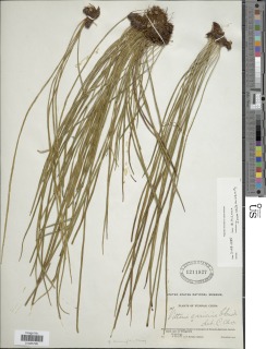 Haplopteris linearifolia image