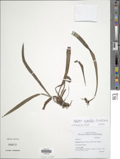 Haplopteris zosterifolia image