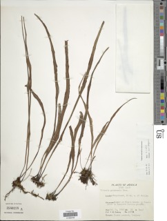 Vittaria guineensis var. guineensis image