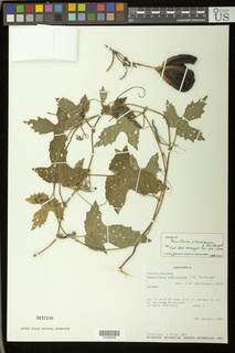 Passiflora pterocarpa image