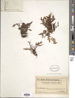 Oeosporangium persica image