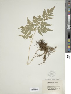 Cheilanthes skinneri image