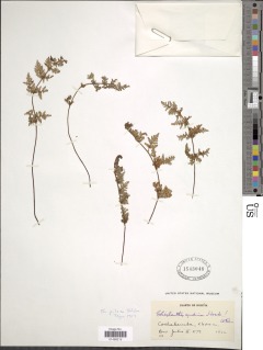 Cheilanthes macleanii image
