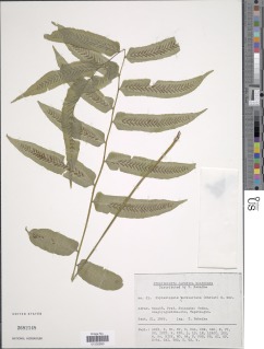 Diplaziopsis cavaleriana image