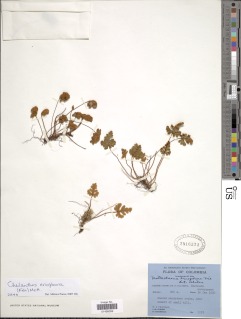 Notholaena eriophora image