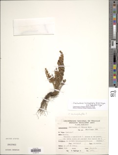 Notholaena lonchophylla image