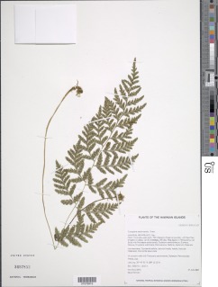 Cystopteris sandwicensis image
