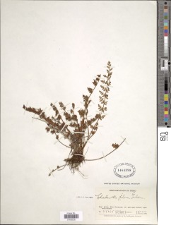 Cheilanthes macleanii image