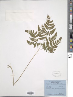 Gymnocarpium remotepinnatum image