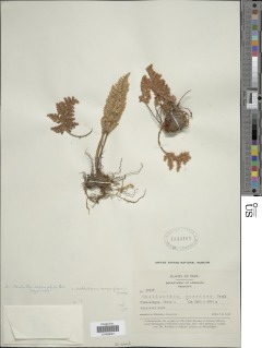 Cheilanthes arequipensis image
