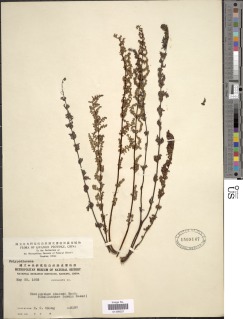 Oeosporangium chusanum image