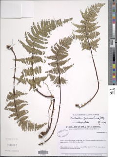 Cheilanthes farinosa image