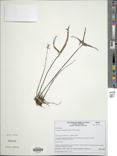 Lytoneuron ornithopus image