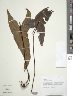 Doryopteris sagittifolia image