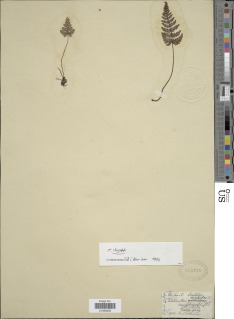 Aleuritopteris chrysophylla image
