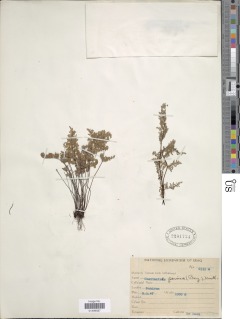 Oeosporangium persica image