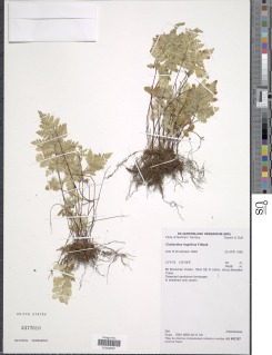 Cheilanthes fragillima image
