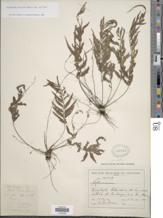 Asplenium auritum var. auritum image