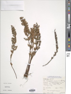 Paragymnopteris marantae subsp. marantae image