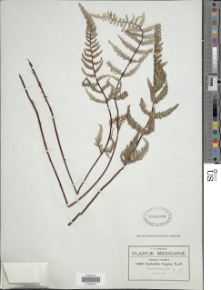 Aleuritopteris farinosa image