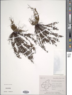 Oeosporangium elegans image